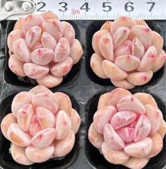 のりたま様 ご専用　值引200円　速達　おまけ付き　リクエスト 7点 まとめ商品