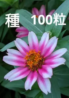 tetea様 リクエスト 4点 まとめ商品