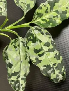 アグラオネマピクタム　月影（BEGO-A02/L10-RR2/f1）の芋のサムネイル