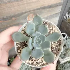 コルリ　多肉植物　つぶつぶ屋のサムネイル