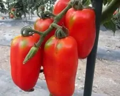 moriko様 リクエスト 2点 まとめ商品