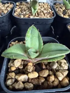 2026年最新】アガベカビゴンの人気アイテム - メルカリ