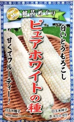 ⭐️ピュアホワイトの種⭐️白とうもろこし⭐️育て方付き⭐️選べるオマケ付⭐️