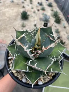 4 アガベ チタノタ ノーネーム 子株 Agave titanota - メルカリ