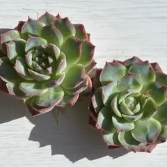 NEW‼️199 ピンククリスタル　特大2株セット　エケベリア　多肉植物　韓国苗