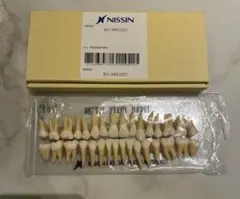 歯 模型