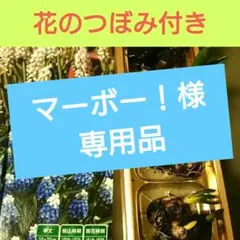 マーボー！様 リクエスト 2点 まとめ商品