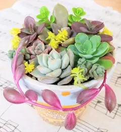 多肉植物 (5種セダム入り) カット苗セット※寄せ植え等に