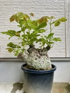 2025年最新】ボンバックスの人気アイテム - メルカリ