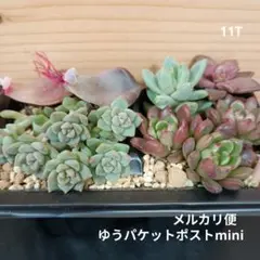 11T　多肉植物　メルカリ便