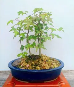 清姫モミジ 風情ある箒仕立て持込の小品盆栽 樹高22cm（地際から16cm