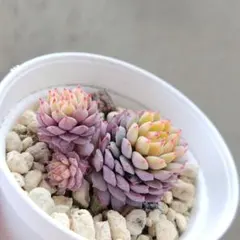 高塚昭弘様 リクエスト 2点 まとめ商品