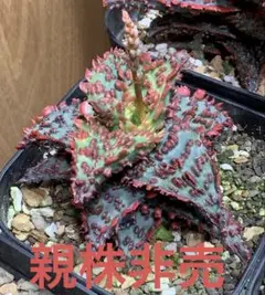 特価❣️超希少 Begonia bulu 'Jambi'ジャンビ ベゴニア 原種 - メルカリ