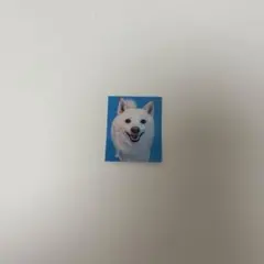 赤の他人の白柴の証明写真