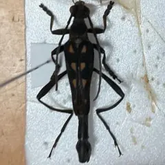 2026年最新】カミキリ 標本の人気アイテム - メルカリ