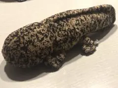 オオサンショウウオ　京都水族館　爬虫類　両生類　ぬいぐるみ
