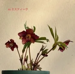 2026年最新】ミスティーク クリスマスローズの人気アイテム - メルカリ