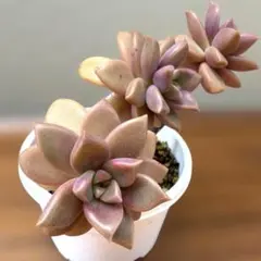 チェリーボンボン ぼのぼのさん ブルー - メルカリ
