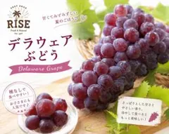 デラウェア ぶどう 約1キロ ご家庭用のサムネイル