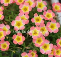 オキザリス Oxalis Candybox Waxberry 球根のサムネイル