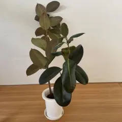 フィカス・エラスティカ（ゴムの木）｜観葉植物 インテリアのサムネイル