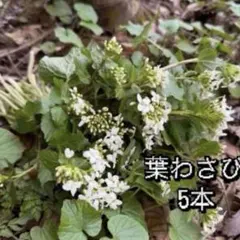 葉わさび苗 5本〜200本 - メルカリ