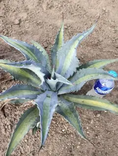 2025年最新】アガベエクスパンサパリーダの人気アイテム - メルカリ