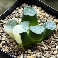 ☆☆万象＊飛鳥＊実生錦＊ハオルチア＊錦☆☆ 2025年最新】万象 錦の人気アイテム - メルカリ