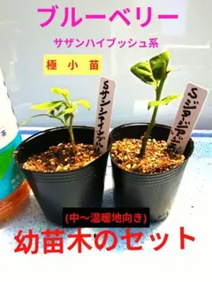 (414)ブルーベリーの幼苗木 【サンシャインブルーのセット】のサムネイル