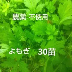 2026年最新】苗の人気アイテム - メルカリ