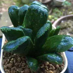 ハオルチア　ナイルの一滴　カキ仔　未発根②＆①＆白蛇伝葉挿し苗セット　メルカリ便 ハオルチア ナイルの一滴 カキ仔 未発根 カット小苗 - メルカリ