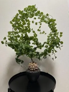 亀甲竜のサムネイル