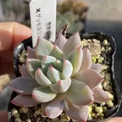 2025年最新】bee house 多肉の人気アイテム - メルカリ