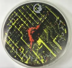 【Planet E】コンピ　Elements of and Experiment