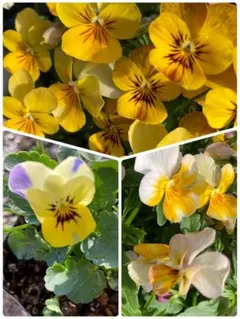 ꕤあゆさん様ꕤ リクエスト 2点 おまとめ商品