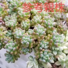 スプリングワンダー×乙女心 ③ 抜き苗 全て 多肉植物 6cmポット