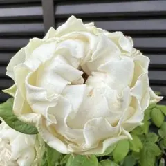 【同梱で２鉢目〜¥1000お値引き】 春の新苗♡Ｋ-34♡芽接ぎ苗／４号ポット 同梱で2鉢目〜¥1000お値引き】 春の新苗♡K-2♡芽接ぎ苗／4号