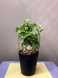 2026年最新】亀甲竜 植物の人気アイテム - メルカリ