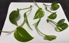ポトス 観葉植物　水栽培　６本のサムネイル
