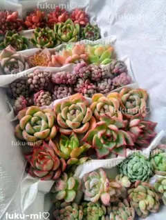 多肉植物　エケベリア豪華★2026福袋詰合せセット