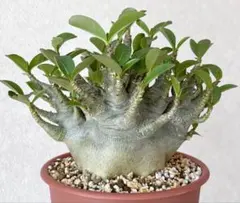 激レア/極美/極太/塊根植物 】アデニウム アラビカム GBNKタコ足鉢植え