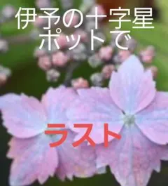 [마지막, 냄비에] 이요의 도지산 수국 산 수국 꽃 모종