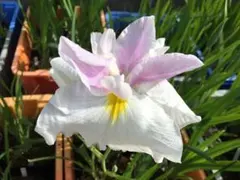 7R様 リクエスト 4点 まとめ商品