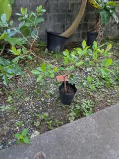 ③トウショウグアバ苗 大玉ホワイトグァバ - メルカリ