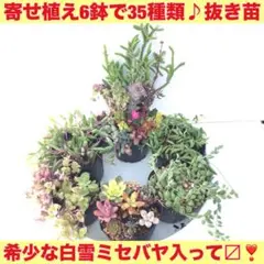 (3)色鮮やかな多肉植物寄せ植え×6鉢 35種類　♥︎オマケは２種類♥︎