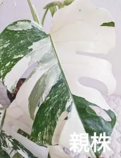 速達代金込　謙信様 リクエスト 2点 まとめ商品