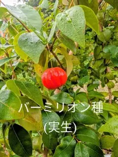 熱帯果樹】レンブ 黒真珠（Syzygium samarangense） - メルカリ