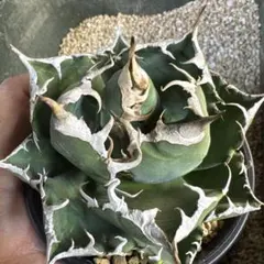 agave oteroi siciliana 発根済み 子株 - メルカリ