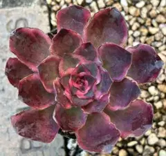 Mariri様 リクエスト 2点 まとめ商品