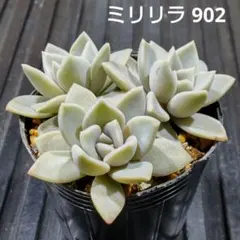 ミリリラ 3株 902 エケベリア 多肉植物 抜き苗